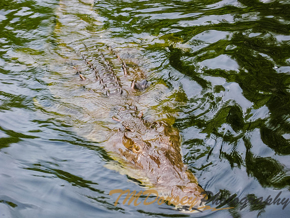 Jamaica04-0156