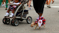 OkraStrut_2012-0708